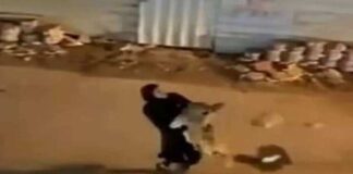 Mulher resgata leão que fugiu de casa e o carrega no colo; veja