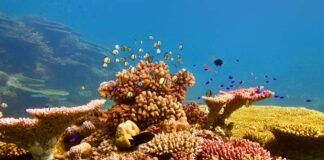 Austrália promete R$ 3,8 bilhões para proteção da Grande Barreira de Corais