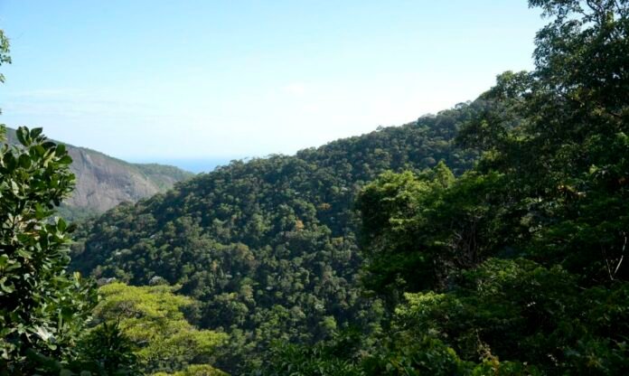 Meio ambiente: transição para economia de baixo carbono é prioridade mundo