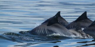 Pesquisadores estudam aparecimento de 500 botos nas praias do Rio