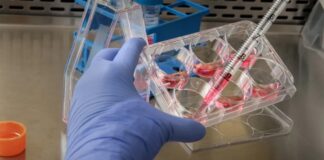 Cientistas revertem envelhecimento em ratos e tentam repetir processo em humanos