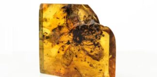 Estudo identifica fóssil de flor preservado há aproximadamente 40 milhões de anos