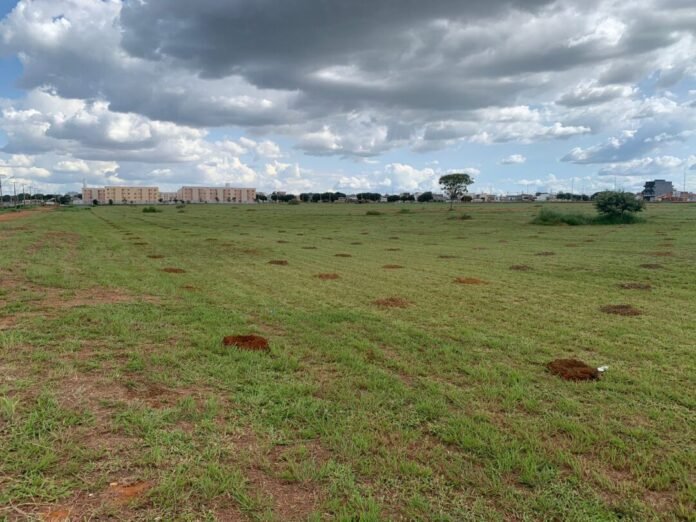 Carnaval com o plantio de 17 mil mudas no Parque Ecológico do RiachoFundo brasilia