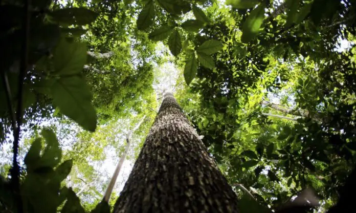 Programa vai formar empreendedores que apoiem a Floresta Amazônica mundo