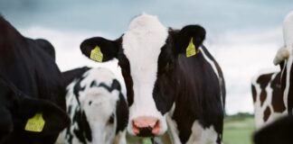 Vaca louca: saiba mais sobre a doença que ficou conhecida nos anos 80 e 90