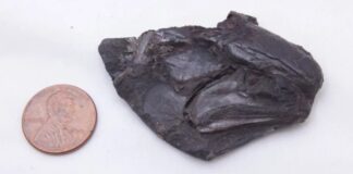 Cérebro bem preservado de 319 milhões de anos é descoberto dentro de fóssil de peixe