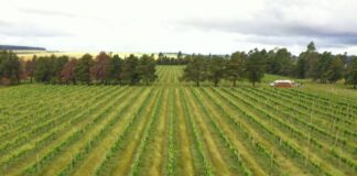 DPU pede ao Supremo expropriação de imóveis usados em trabalho escravo