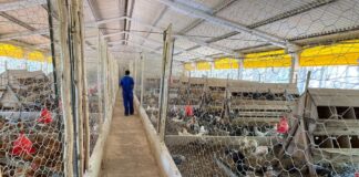 Confirmado primeiro foco de influenza aviária em Goiás