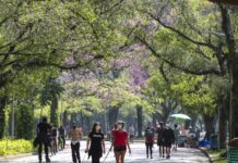 Ministério da Saúde descarta risco de pandemia por vírus Nipah