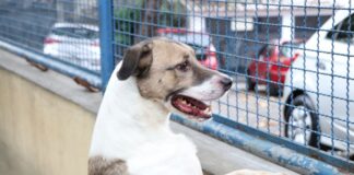 CFMV alerta sobre regulamentação do transporte de animais