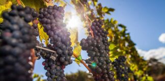 Vinícolas devem pagar R$ 7 milhões por caso de trabalho escravo no RS
