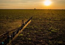 Embrapa propõe agenda para agricultura nas eleições