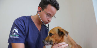 Março Amarelo alerta para os cuidados com as doenças renais em pets