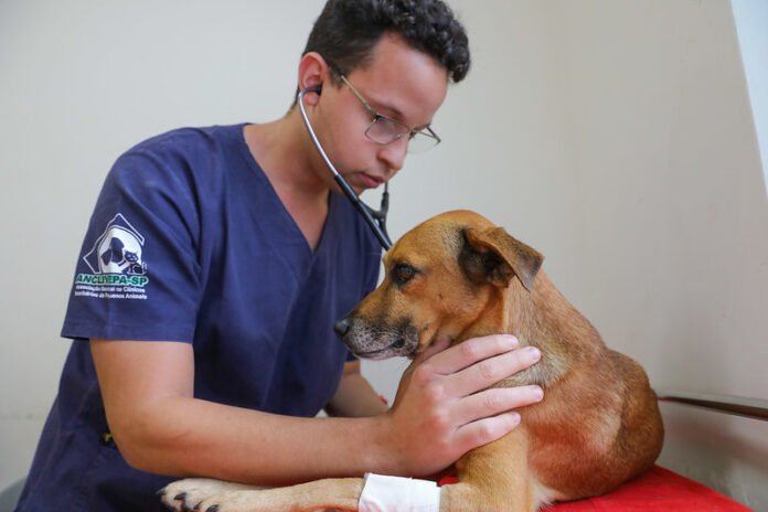 Março Amarelo alerta para os cuidados com as doenças renais em pets brasilia