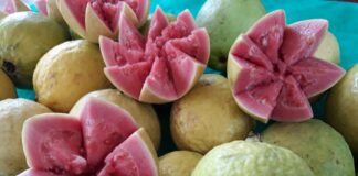 Brazlândia sedia 8ª Festa da Goiaba a partir desta sexta-feira (3)