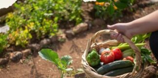 Governo abre crédito de R$ 6,98 bilhões para combustíveis e agricultura familiar