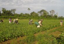 Embrapa inaugura nova unidade em Mato Grosso para fortalecer produção rural