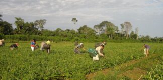 PAA: agricultores contam como melhoraram a renda e combateram a fome