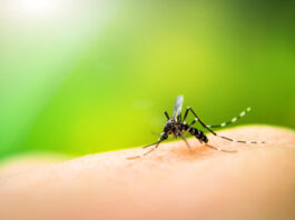 Estudo aponta aumento do risco de síndrome neurológica após infecção por dengue