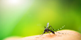 Ministério da Saúde inclui 80 municípios em lista prioritária para controle da dengue