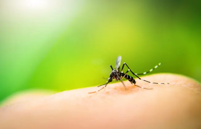 Brasil ultrapassa 650 mil casos de dengue