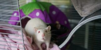 Por que a ciência utiliza camundongos em suas pesquisas?