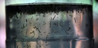 Com alta de casos, governo cria centro para monitorar dengue