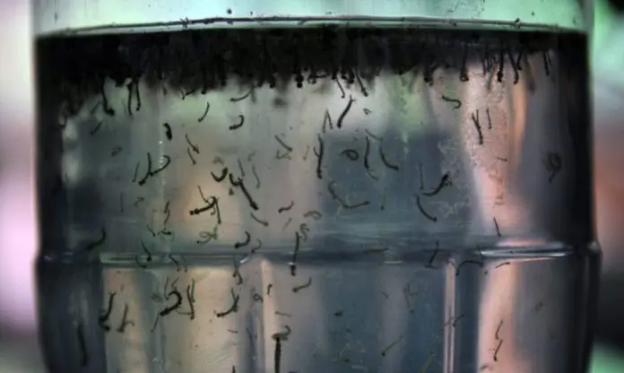 Com alta de casos, governo cria centro para monitorar dengue saude