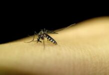 Brasil realiza Dia D nacional contra dengue, Zika e chikungunya neste sábado