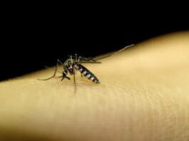 Brasil inaugura nova era contra a dengue com primeira vacina de dose única do mundo