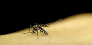 Brasil realiza Dia D nacional contra dengue, Zika e chikungunya neste sábado