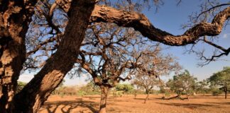 Governo Federal Anuncia Novo Plano de Ação para Conter Desmatamento no Cerrado