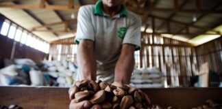 Conab prevê aumento de 7,5% na colheita de café em relação a 2022