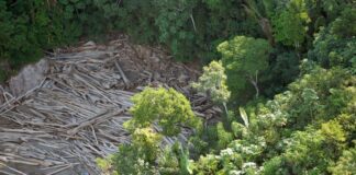 Três em cada quatro hectares desmatados têm indícios de ilegalidade