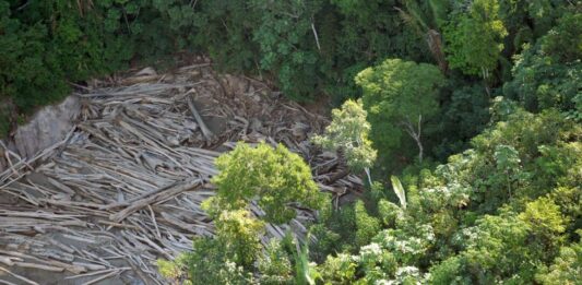 Projeto na Bahia reduz em até 50% tempo de crescimento de espécies da Mata Atlântica
