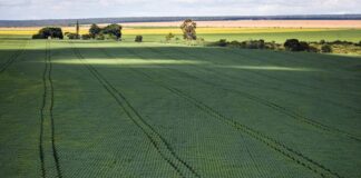 Senado aprova projeto que altera cálculo de preços mínimos de produtos agrícolas