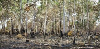 Mata Atlântica perde 10% de vegetação em 39 anos