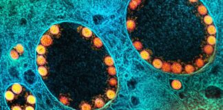 Levantamento da Unifesp Revela Opiniões sobre Responsabilidades e Reparações na Pandemia