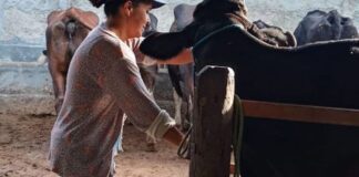 Agricultura familiar ajuda a aumentar produção leiteira no Nordeste