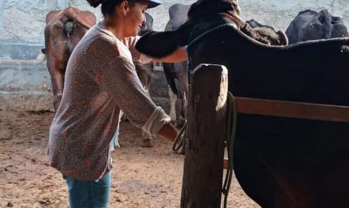 Agricultura familiar ajuda a aumentar produção leiteira no Nordeste economia