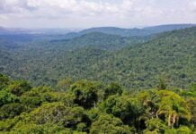 Investimentos de R$ 815 milhões reduzem queimadas em municípios prioritários da Amazônia