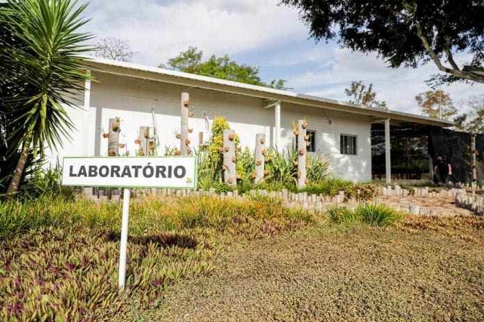 Laboratório do GDF reproduz espécies do Cerrado ameaçadas de extinção brasilia