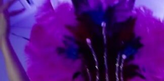 Juliana Paes se pronuncia sobre polêmica envolvendo propaganda da Virgin Atlantic Airlines