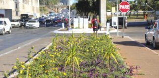 Canteiros da Rodoviária do Plano Piloto recebem 8 mil mudas