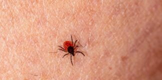 Casos de febre maculosa aumentam em estados antes considerados silenciosos para a doença
