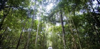 Livro destaca Cinco Florestas Essenciais para a Preservação Global, com Lançamento no Rio de Janeiro