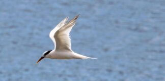 Governo destina R$ 200 milhões para enfrentamento da influenza aviária