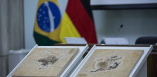 Alemanha devolve fóssil Ubirajara jubatus ao Cariri cearense