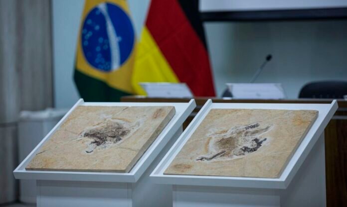 Alemanha devolve fóssil Ubirajara jubatus ao Cariri cearense mundo