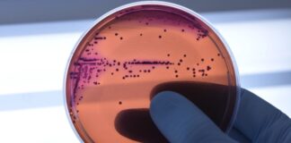 Medicamento promissor pode combater a resistência bacteriana aos antibióticos